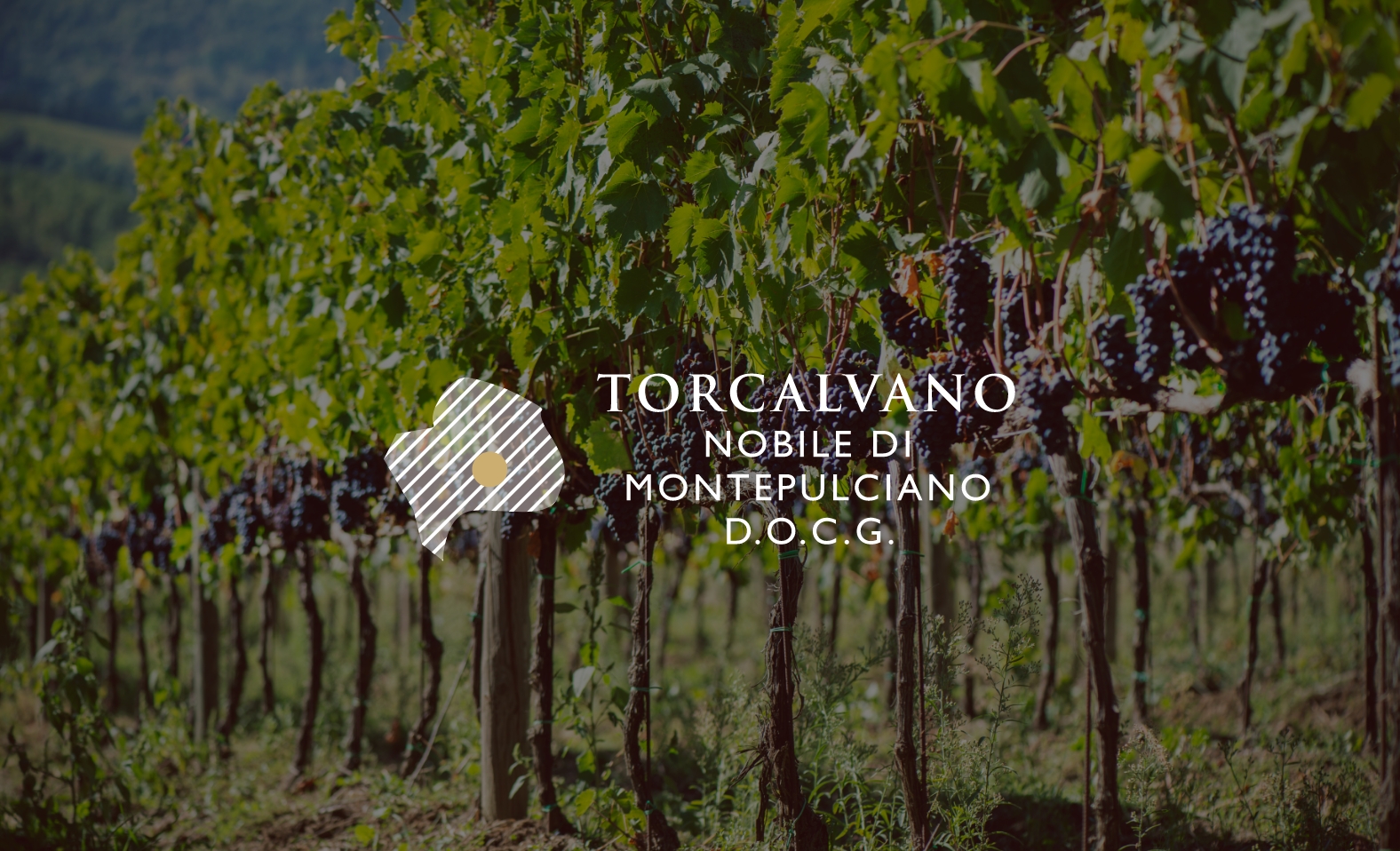  TorCalvano Nobile di Montepulciano D.O.C.G.