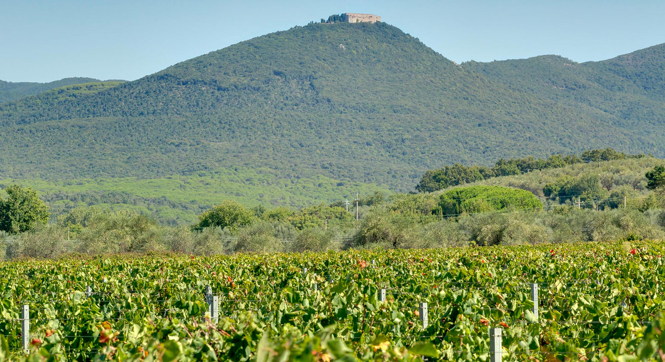 Field tenuta Tenuta di Nozzole