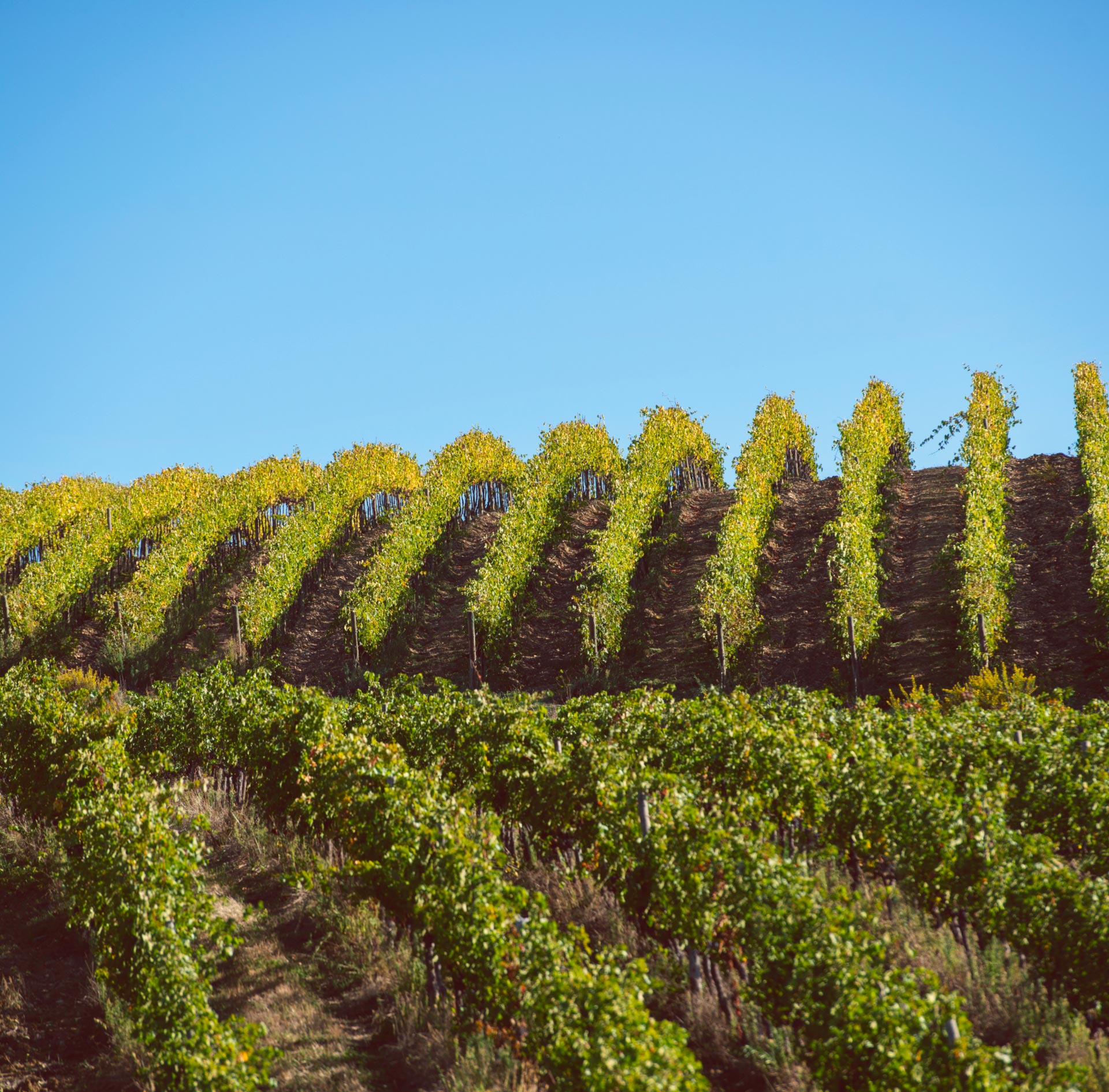 La Tenuta Vigne a Porrona