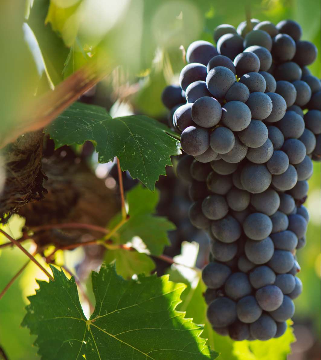 Tenuta Vigne a Porrona 2