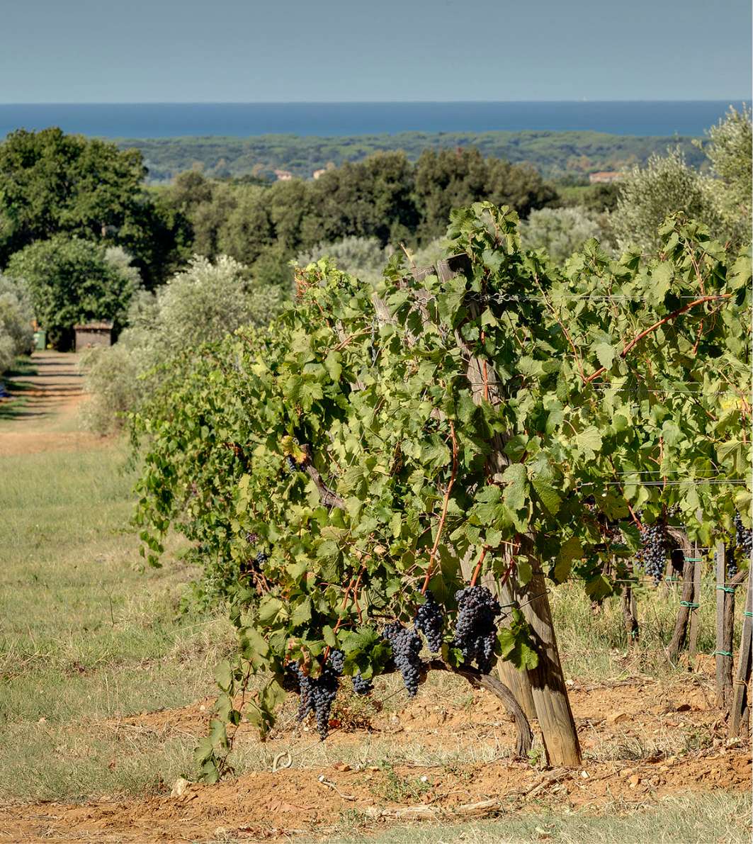 Tenuta Tenuta Campo al Mare 3