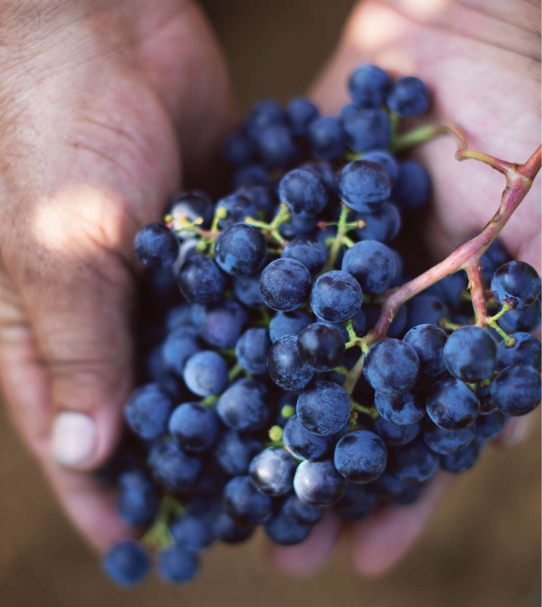 Tenuta Vigne a Porrona 3