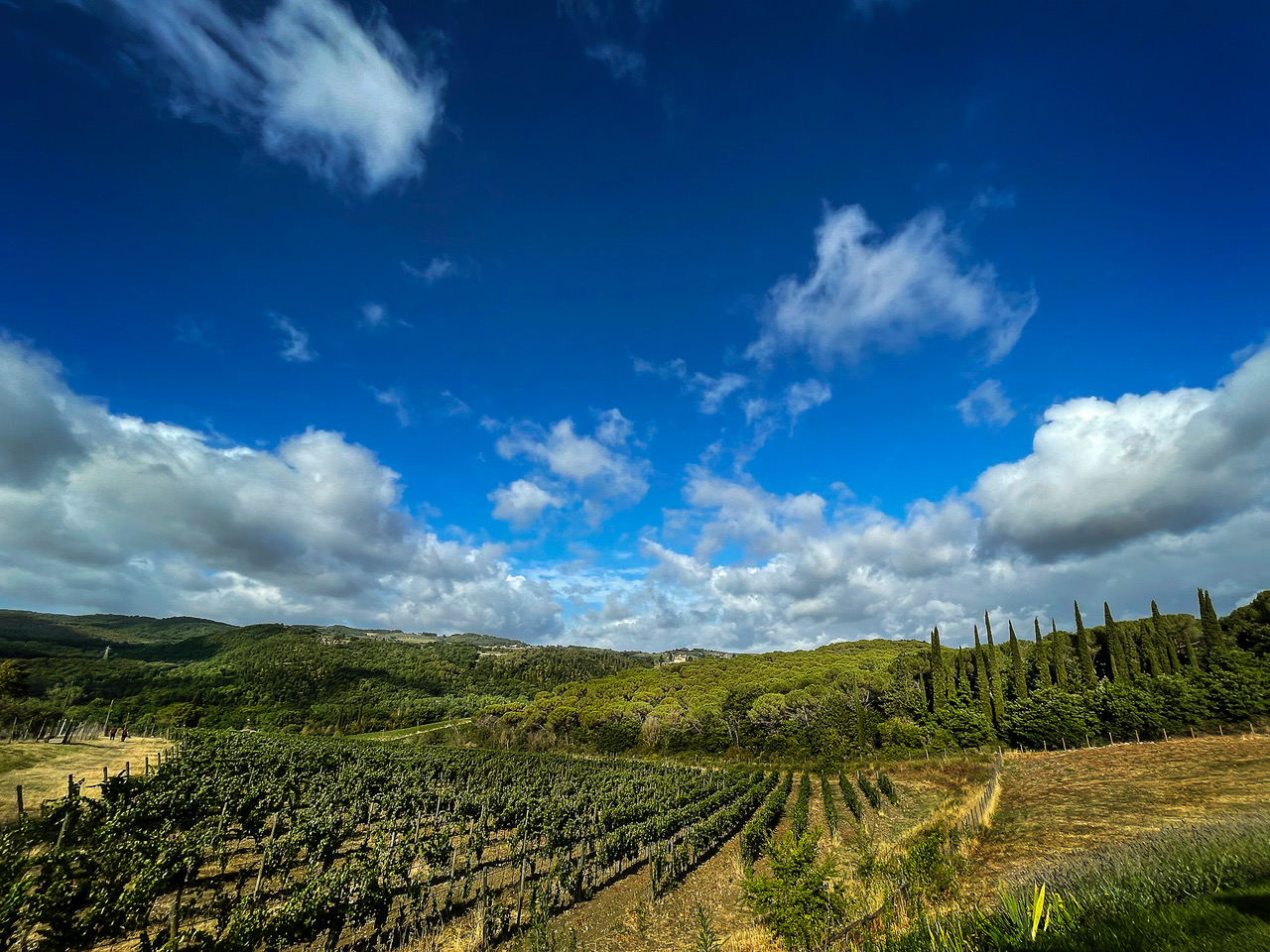 Appuntamento in vigna