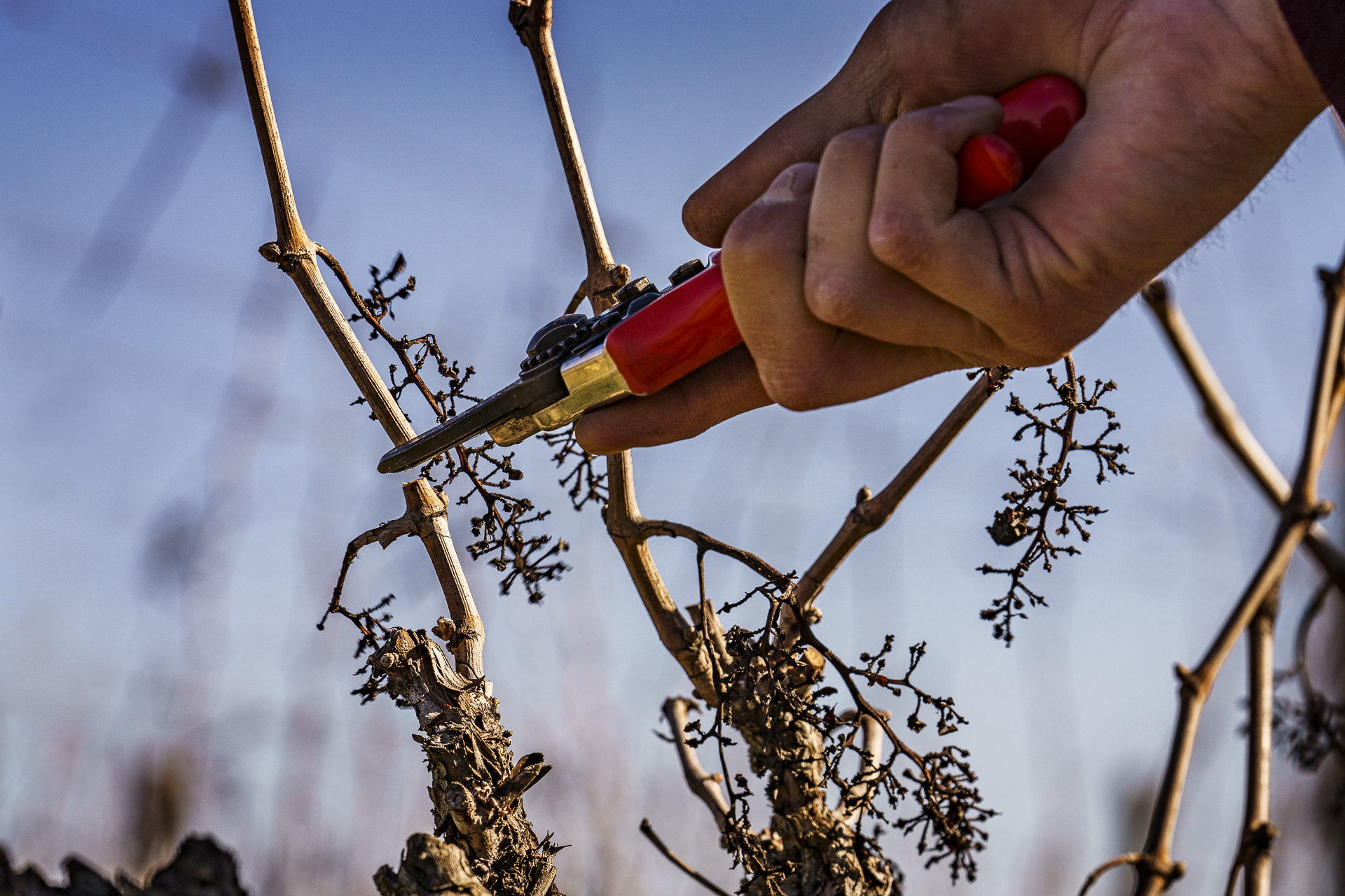 Spring work in the Vineyard