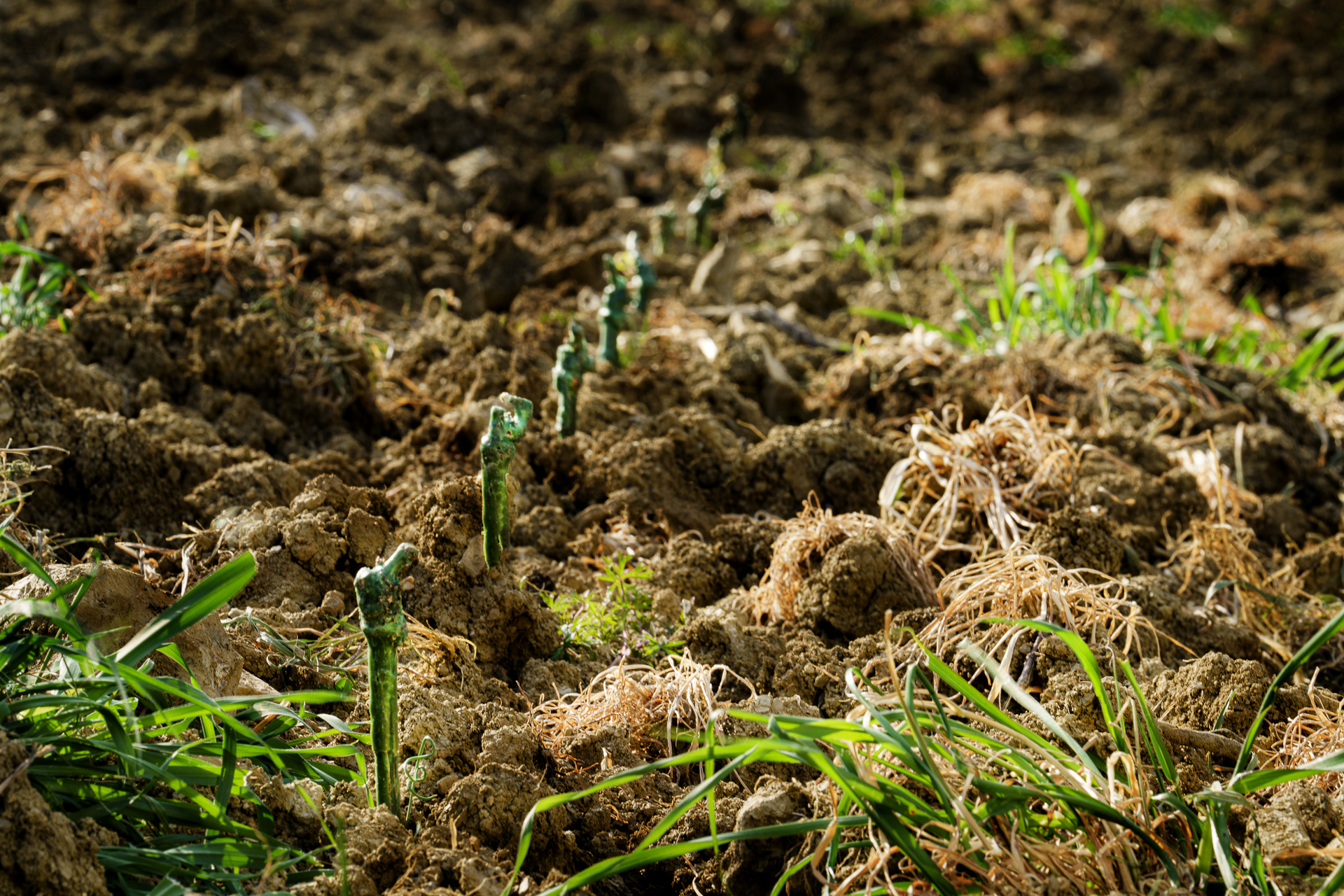 The planting of grafted vines