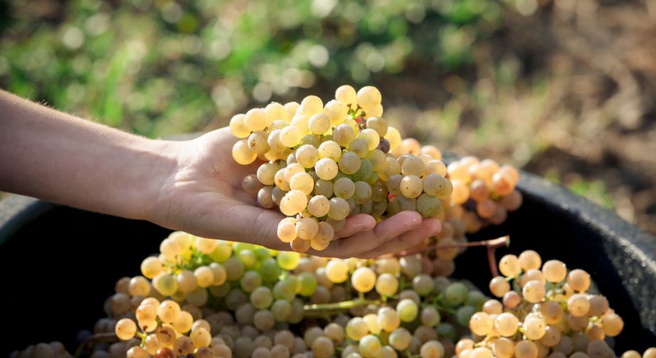 Cantina tenuta Tenuta di Nozzole