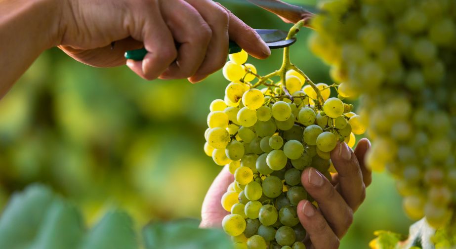 Cantina tenuta Tenuta di Nozzole