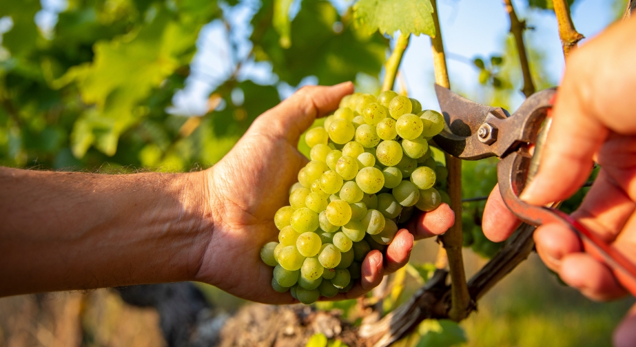 Cantina tenuta Tenuta di Nozzole