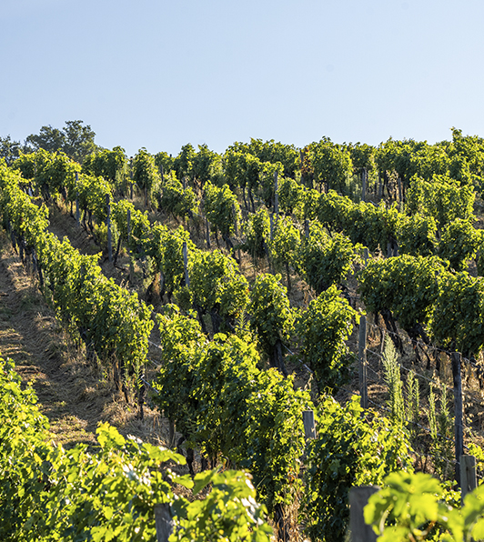 Uva tenuta Tenute del Cabreo