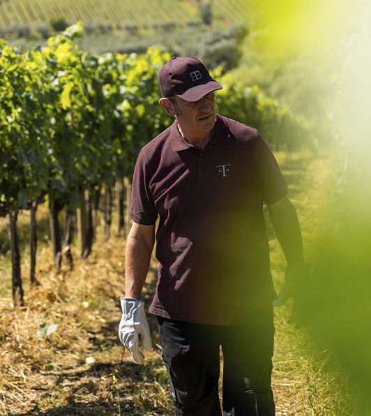 Uva tenuta Tenute del Cabreo