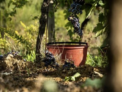 Vendemmia 2025: un’ottima annata e di grande qualità
