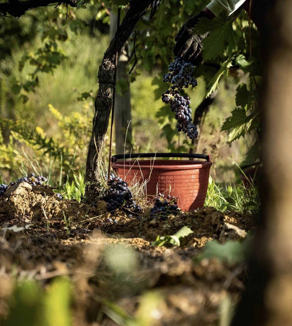 Vendemmia 2025: un’ottima annata e di grande qualità