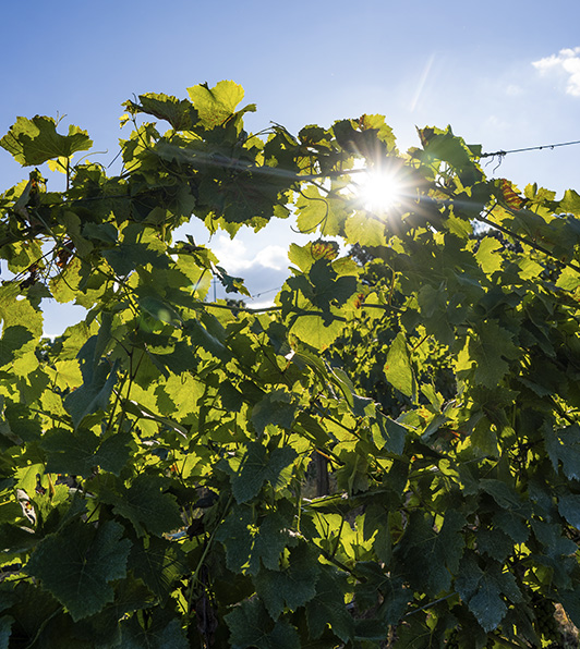 Uva tenuta Tenute del Cabreo