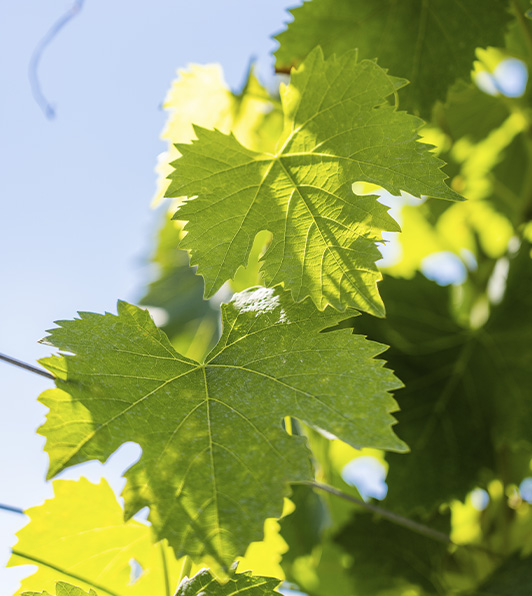Uva tenuta Tenute del Cabreo
