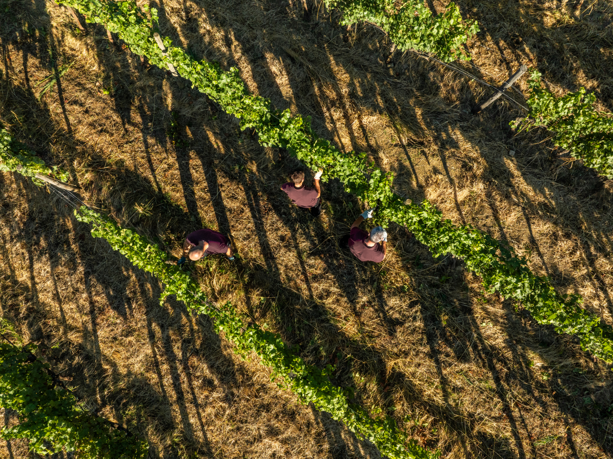 Terreno tenuta Tenute del Cabreo