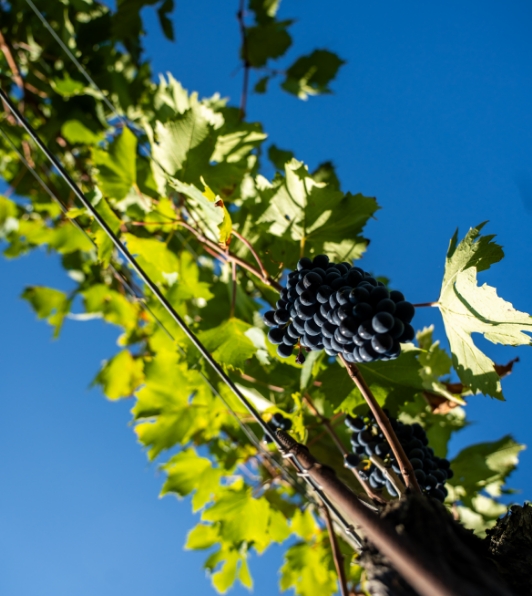 Uva tenuta Tenuta di Nozzole