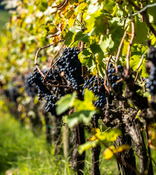 Uva tenuta Tenuta di Nozzole
