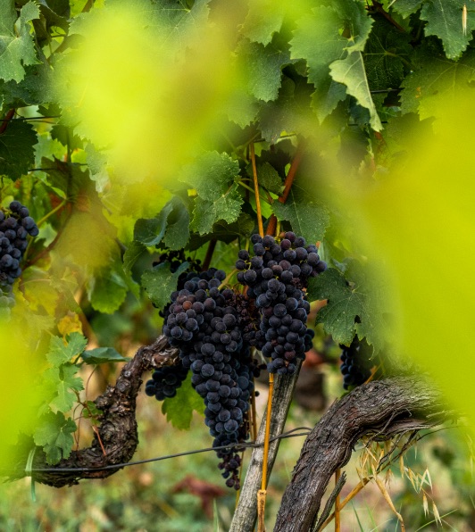 Grapes tenuta Tenuta Campo al Mare