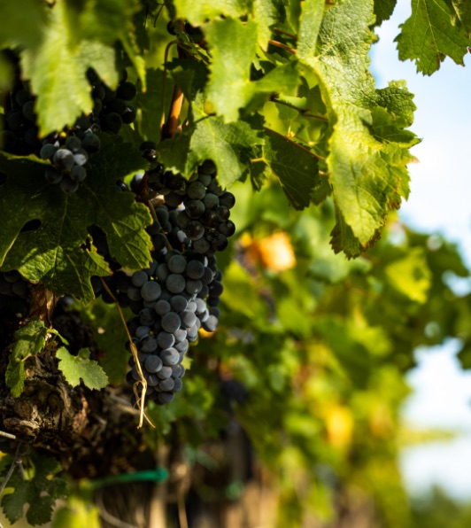 Grapes tenuta Tenuta Campo al Mare